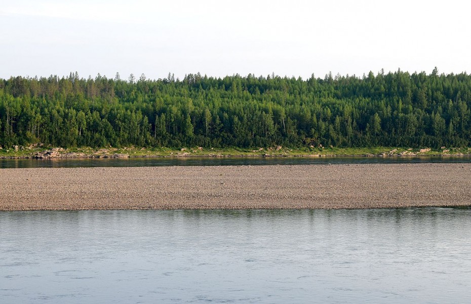 Объявлен новый аукцион по продаже права на заключение договора купли-продажи лесных насаждений в Якутии