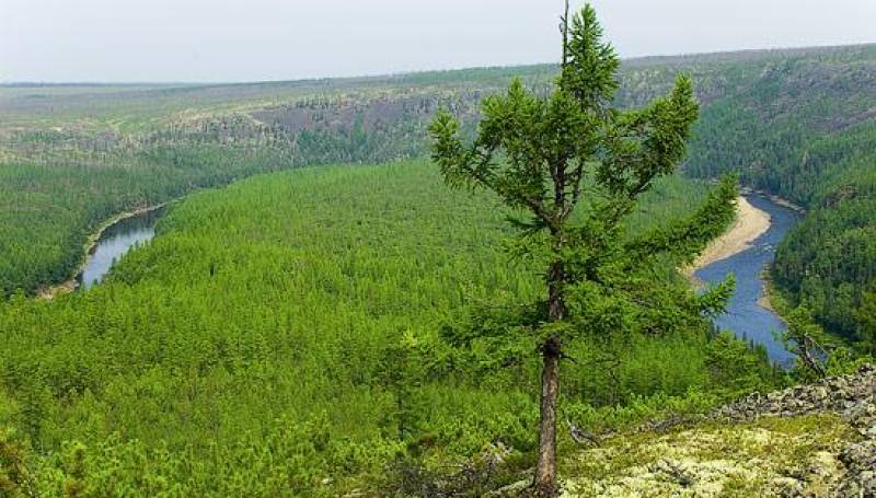 Утверждена Стратегия развития лесного комплекса РФ до 2030 года