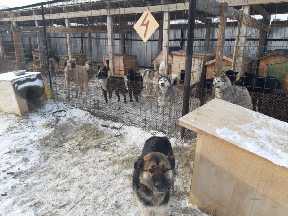 Власти Якутска предпримут дополнительные меры по отлову и содержанию безнадзорных животных