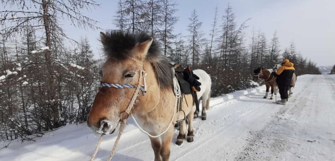 Не пугайте лошадей клаксоном: МЧС по Якутии просит при встрече с всадниками воздержаться от подачи звуковых сигналов