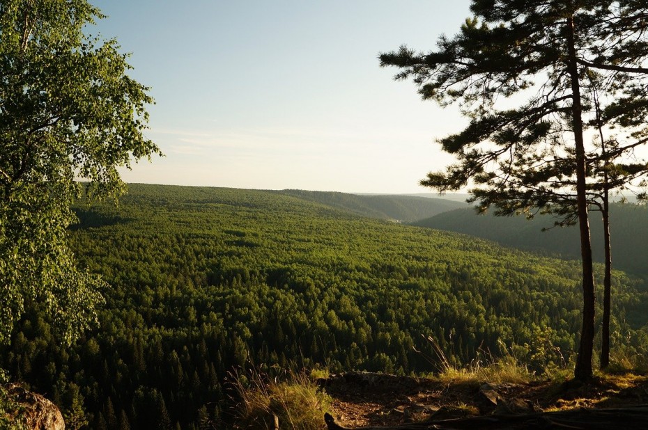 Рослесхоз: по итогам 2020 года Якутия стала лидером на Дальнем Востоке по восстановлению лесов