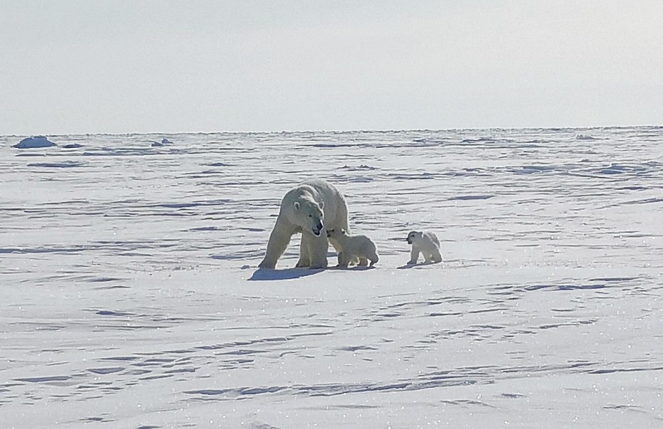 Мониторинг белого медведя провели на территории архипелага Медвежьи острова