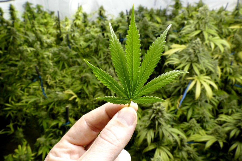 Задержана контрабанда марихуана лучший сайт с семенами конопли
