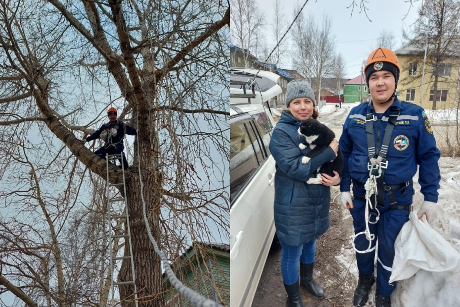 В Ленске успешна прошла операция по спасению кошки застрявшей на дереве
