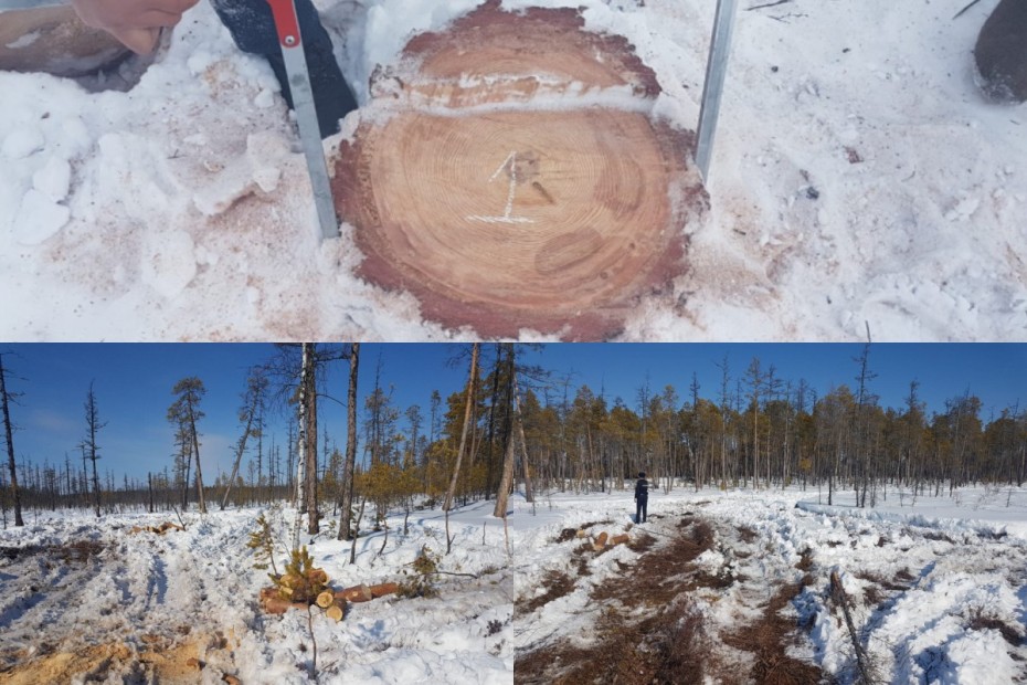 Незаконная вырубка леса в десяти районах Якутии выявлена полицией