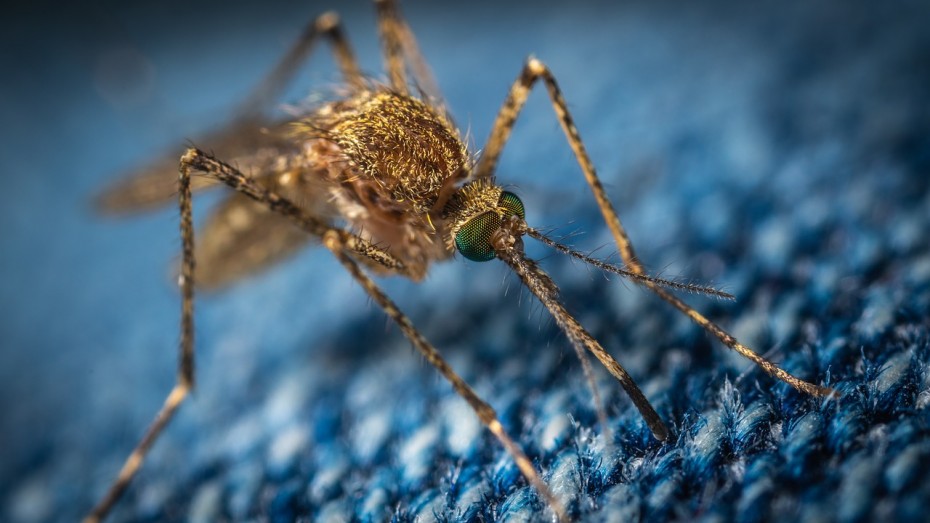 Ученый рассказал, как комары выбирают свою жертву