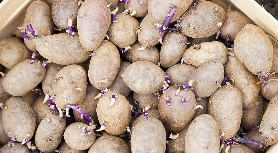 Не соответствующий нормам семенной картофель выявили в Якутске