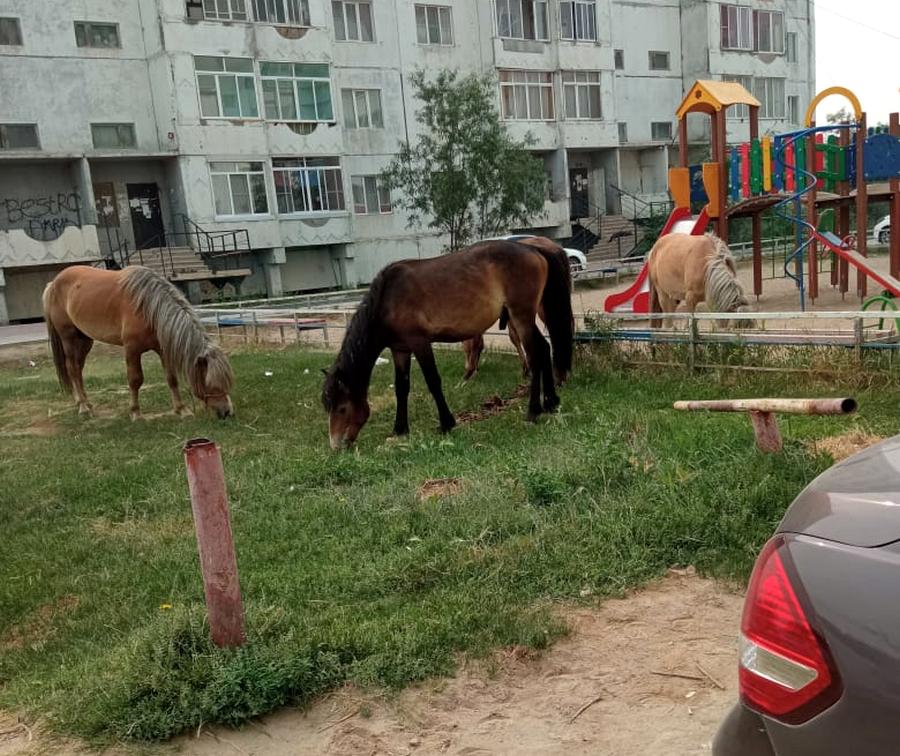 Фотофакт: В Якутске лошади гуляют на детской площадке