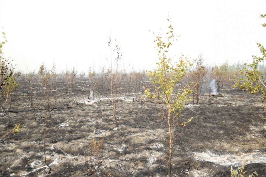 В Якутии за сутки ликвидировано 37 лесных пожаров