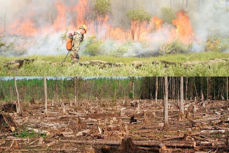 Что не сгорит — вырубим? Минэкологии Якутии на фоне пожаров через суд дало право на вырубку леса двум частным компаниям