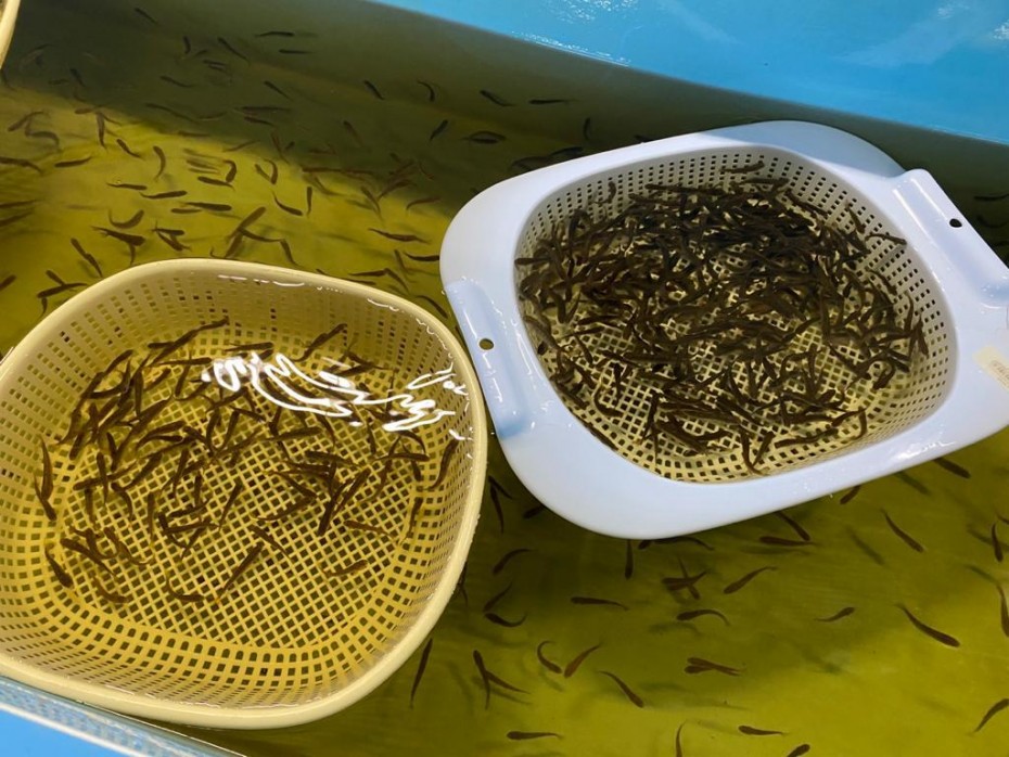 Минэкологии: На Чернышевском рыбзаводе будут выращивать форель на продажу