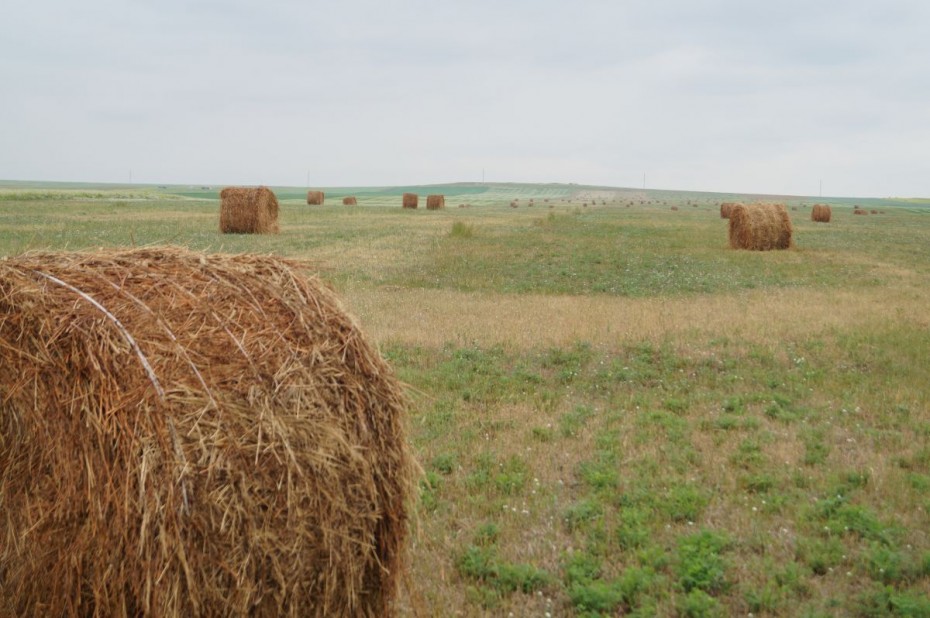 Порядка 30 тысяч человек работают на заготовке сена в Якутии