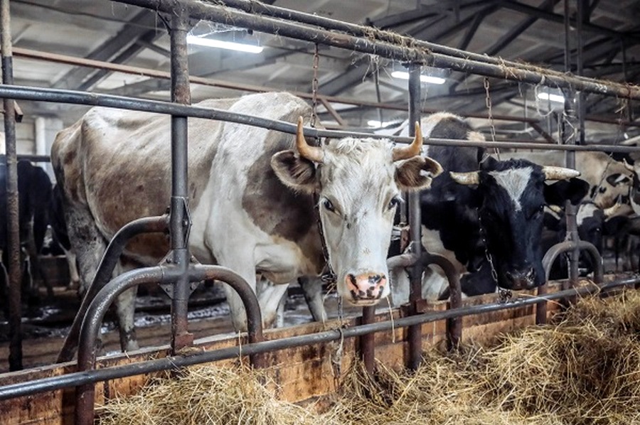 Коровам Якутии угрожает настоящий голод