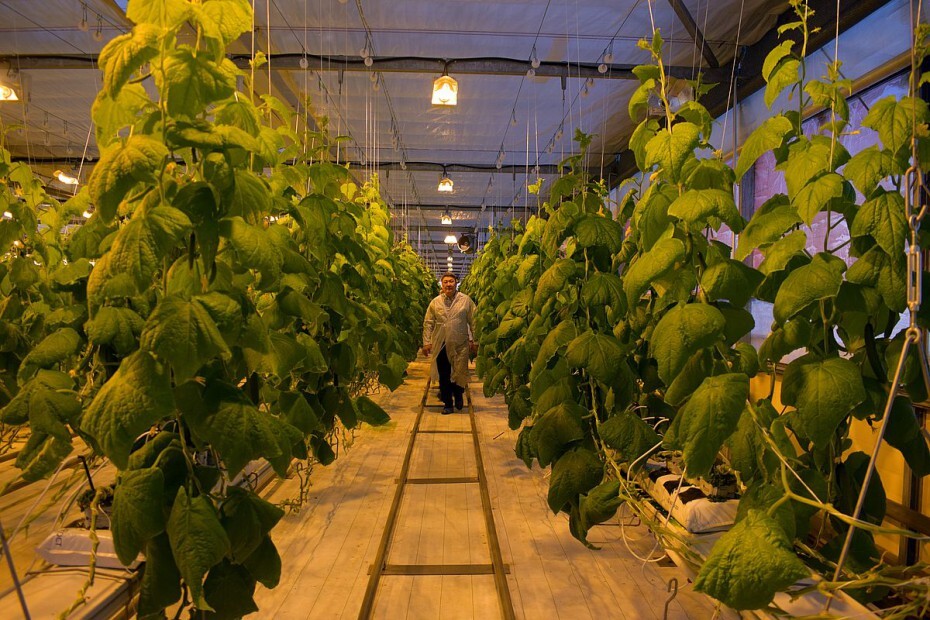Аграриям, выращивающим овощи в тепличных комплексах, будут выделять субсидии