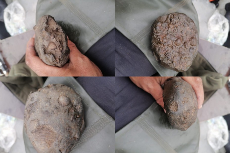 Древний сувенир: В Верхоянском районе нашли окаменелые ракушки