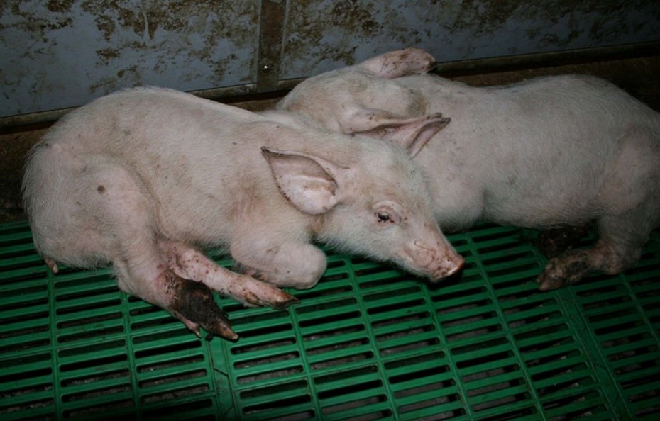 Предупреждение о возможности заноса вируса африканской чумы свиней
