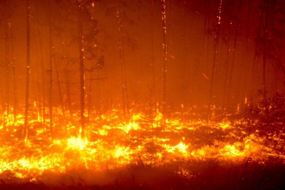 Глава Минприроды РФ: Главная причина лесных пожаров — человек
