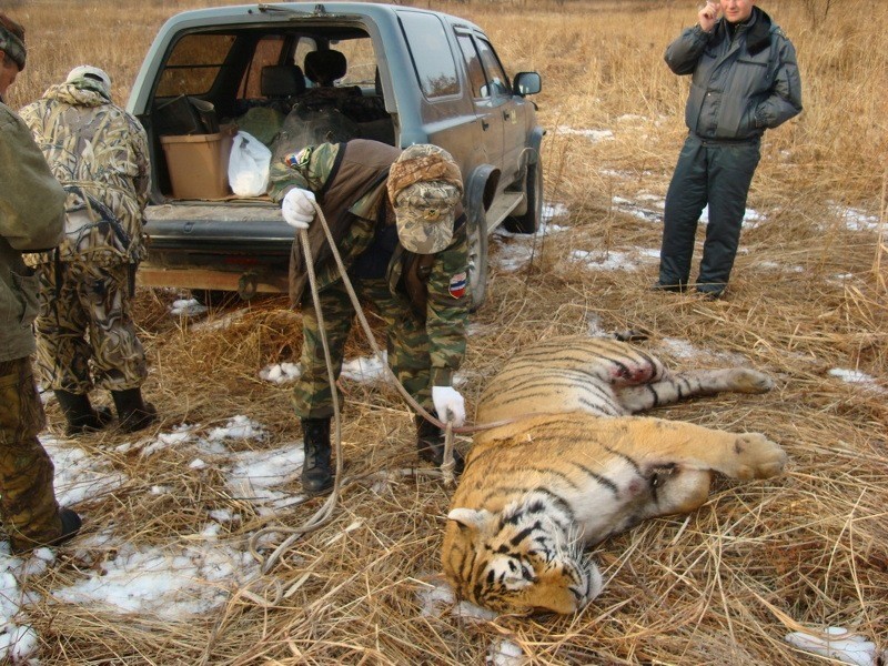 Задержаны члены преступной группы, убивавшие амурских тигров