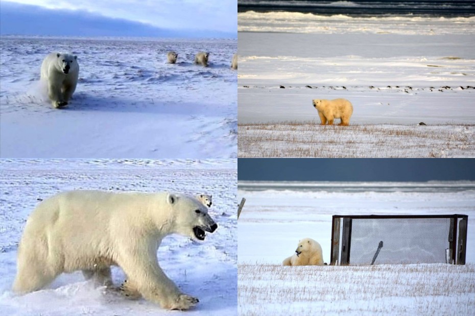 В Нижнеколымском районе проходит осенний мониторинг белого медведя