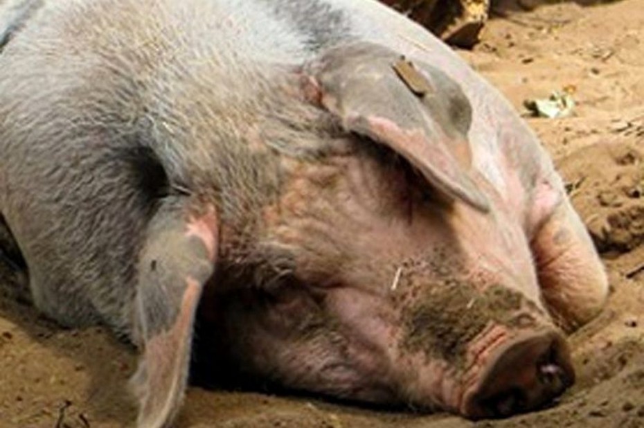 Ограничительные мероприятия по африканской чуме свиней установлены в Якутии
