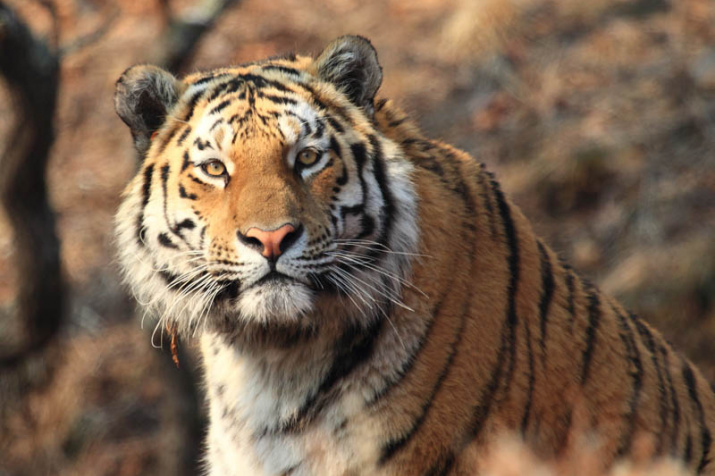Минэкологии Якутии проводит проверку по факту обнаружения следов амурского тигра