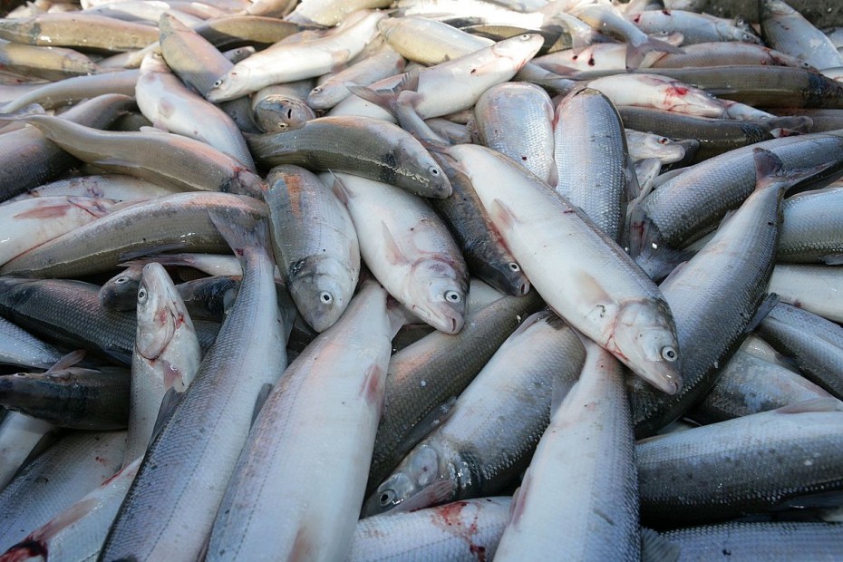 Около 200 тысяч рублей взыскали с жителя Якутии за незаконный вылов рыбы