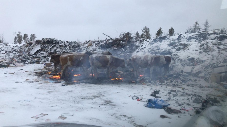 Фотофакт: Якутские коровы греются и кормятся на горящей мусорной свалке