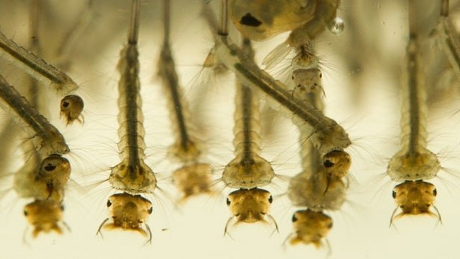 Из-за изменения климата малярийные комары могут начать перемещаться на север России
