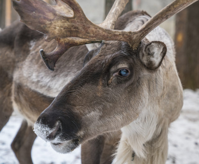 Волонтеры помогут бороться с браконьерами в Якутии
