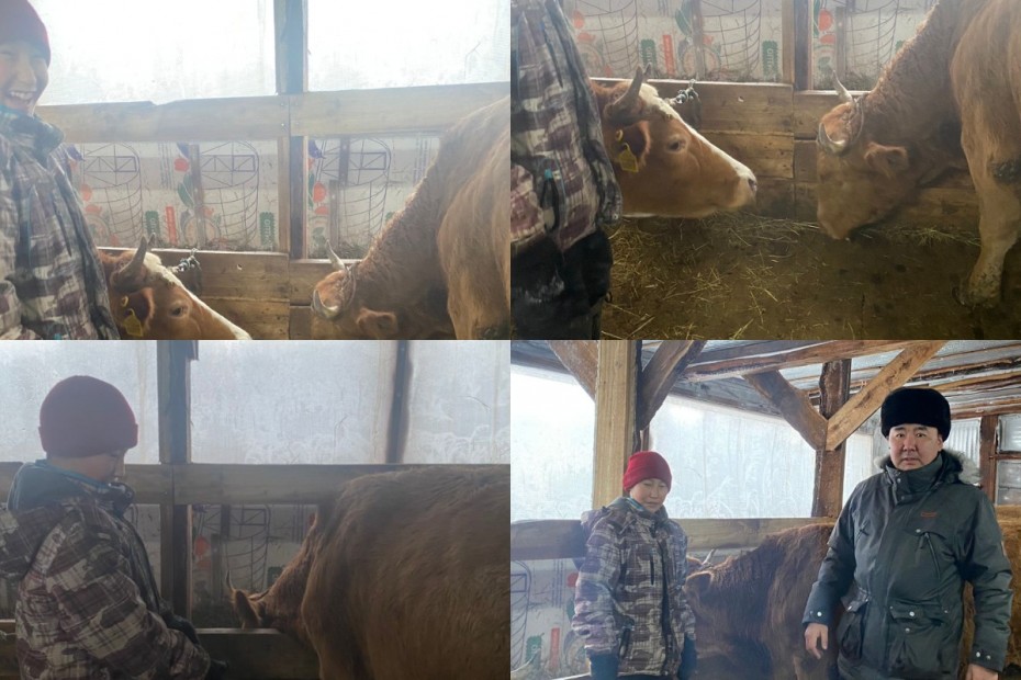 Мальчику из Якутии наконец-то передали корову, которую он попросил у Путина