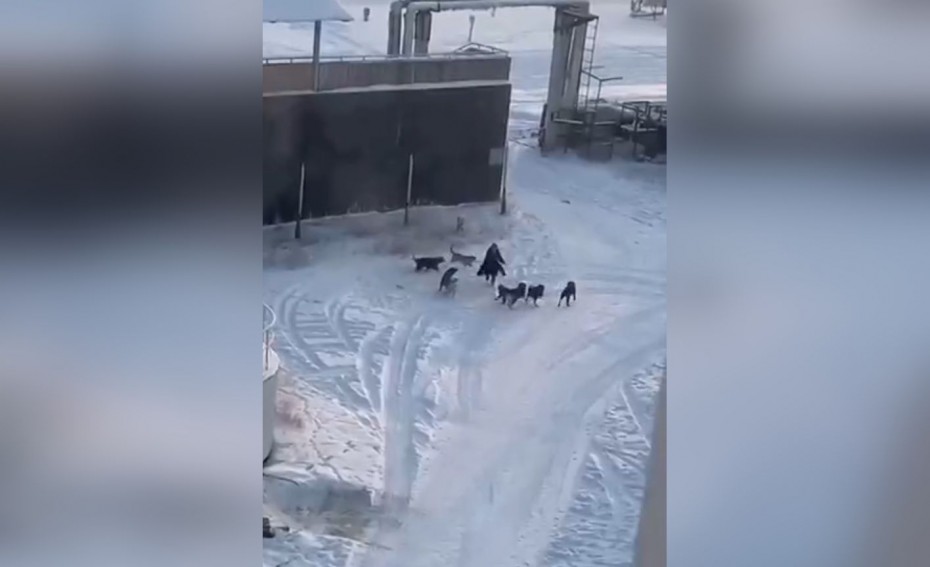 Организована проверка по факту нападения в Якутске на женщину стаи безнадзорных животных