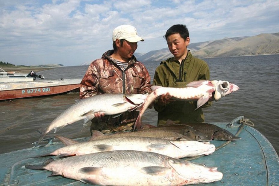 Чира, осетра и прочих промысловых рыб намерены разводить в арктических реках Якутии
