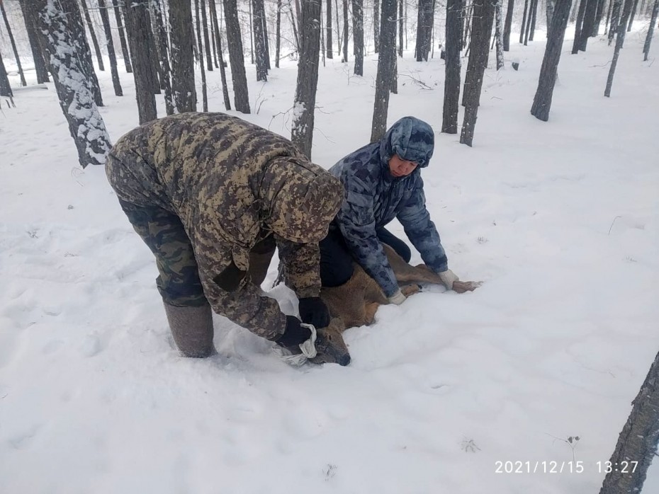 Охотоведы Дирекции биоресурсов спасли косулю, заблудившуюся среди домов в Якутске
