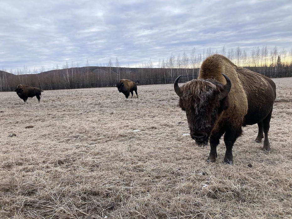 Дирекция биоресурсов получила лицензию на содержание и использование канадских бизонов в Якутии