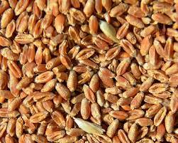 В Якутии началось производство муки из собственной пшеницы