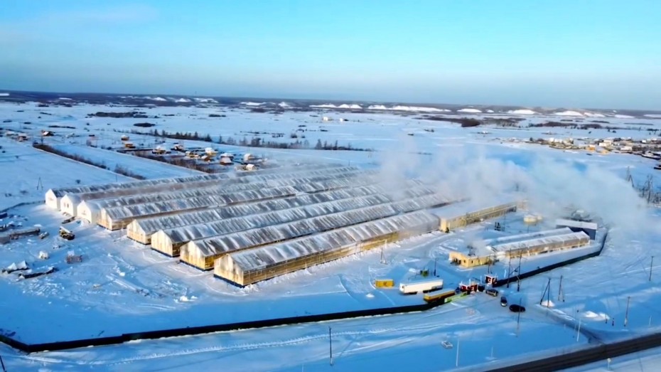 Завершилось строительство круглогодичного тепличного комплекса «Саюри» в Якутске