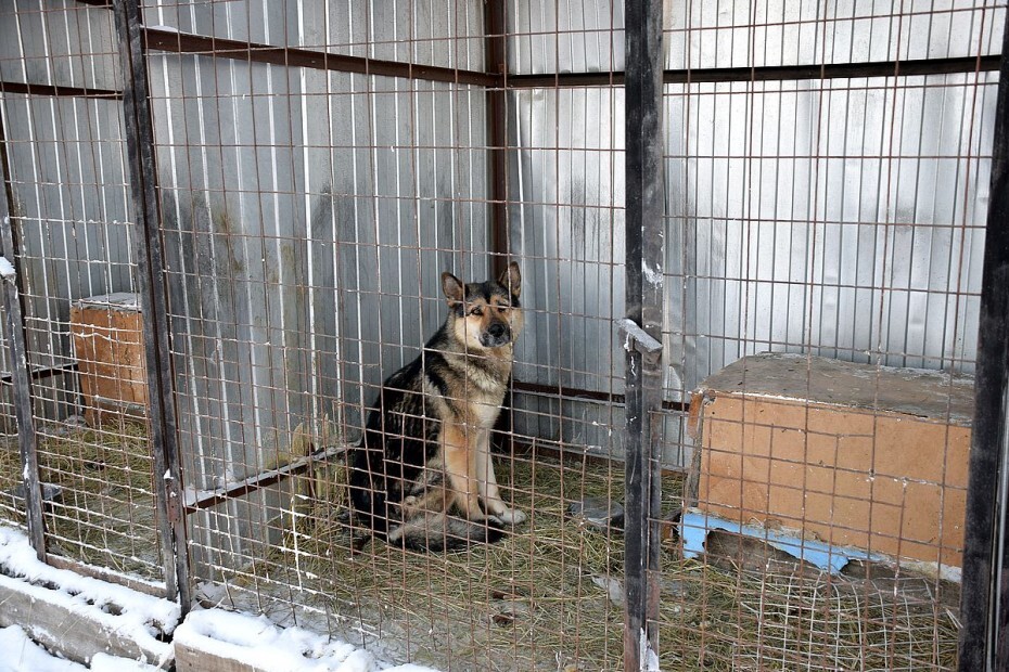 В Якутске усилят меры по отлову безнадзорных животных