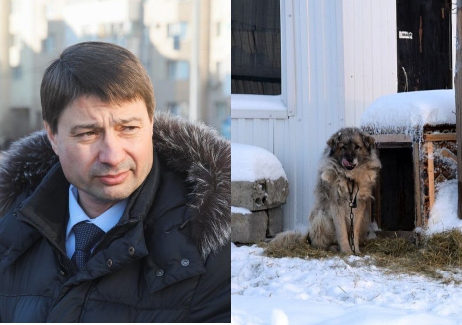 Владимир Федоров выразил готовность помочь мэрии Якутска в проблеме с бродячими собаками