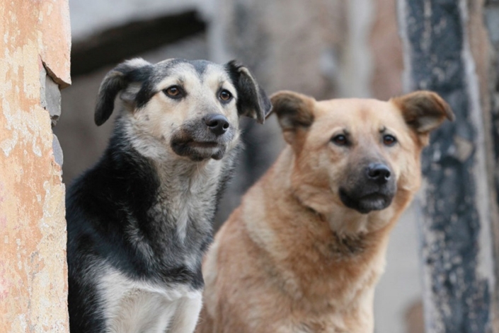 В России могут ввести ответственность для чиновников за ситуацию с бродячими собаками