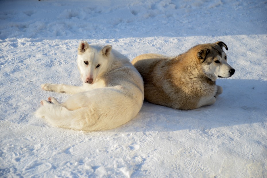 Власти российских регионов призвали к эвтаназии бродячих собак