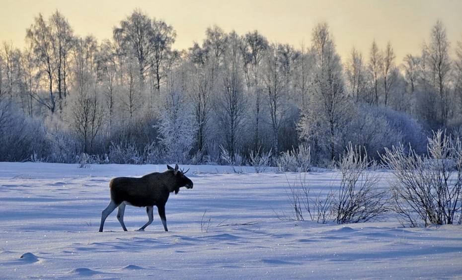 Необходимо отчитаться о добытых трофеях в связи с завершением зимнего сезона охоты в Якутии