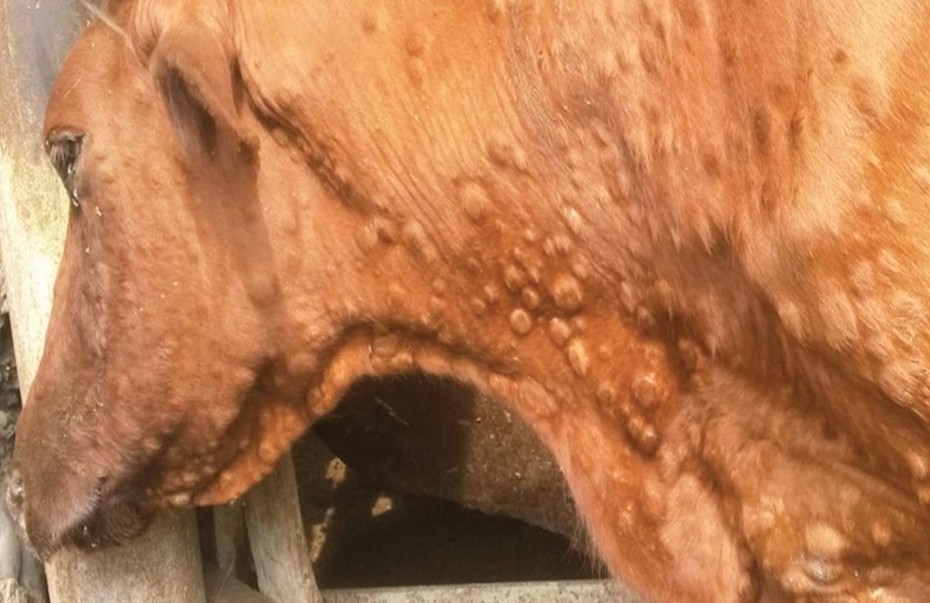 Россельхознадзор по Якутии предупреждает об угрозе нодулярного дерматита крупного рогатого скота