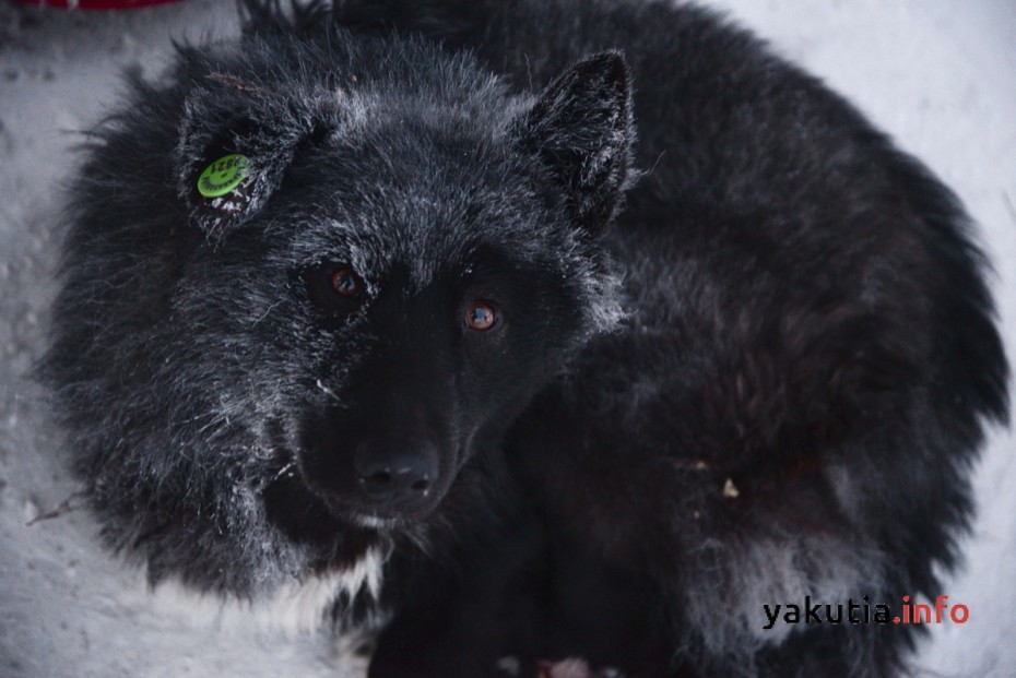 В мэрии Якутска рассмотрят внесение поправок в закон об безнадзорных животных