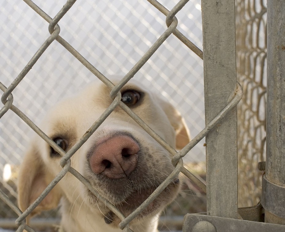 В Госдуму внесли законопроект о штрафах за жестокое обращение с животными
