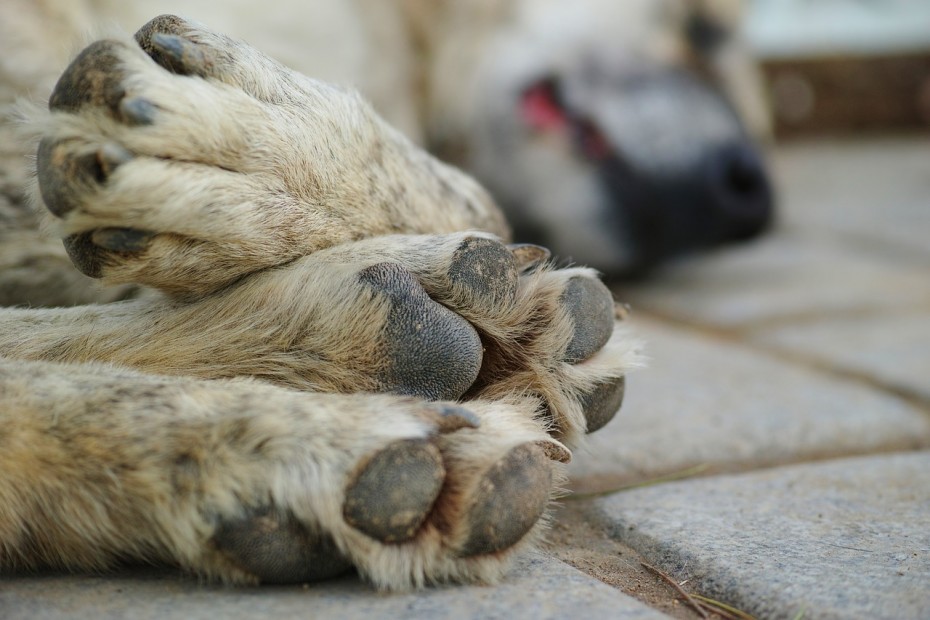 В Якутии потратят 100 миллионов на безнадзорных животных