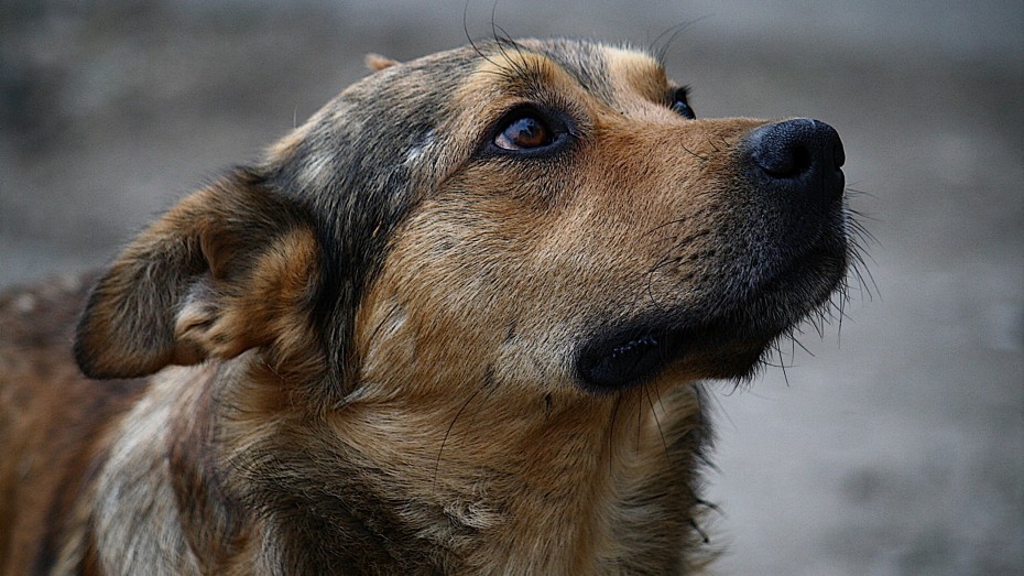 Регионы хотят сами решать судьбу бездомных собак