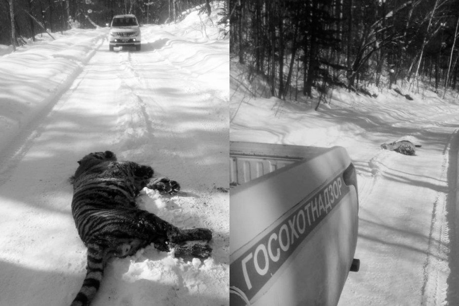 Схватка тигров закончилась гибелью одного из хищников в Хабаровском крае