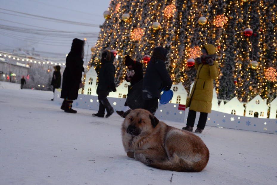 Якутский кинолог предложил пути решения проблемы с бродячими собаками