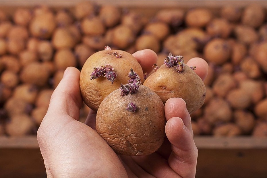 Завоз семенного картофеля увеличат в Якутию