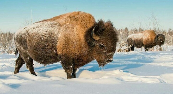 Зимний туристический сезон открыт в питомнике лесных бизонов «Усть-Буотама»